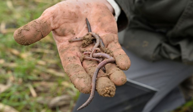 Earthworms to outrank Russia in global food production: Report - Vimarsana News